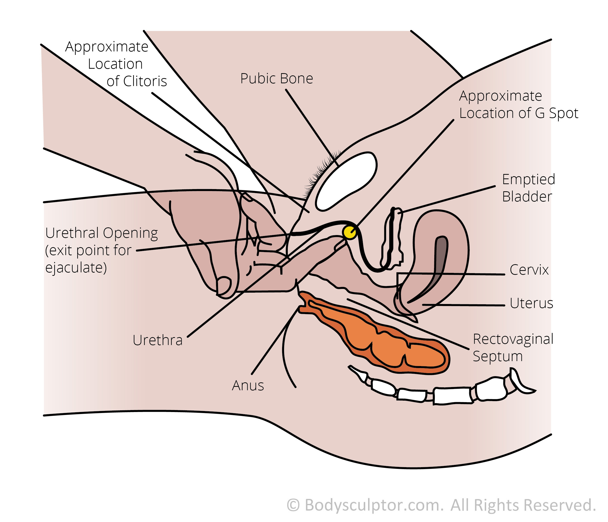 G Spot Pictures 3